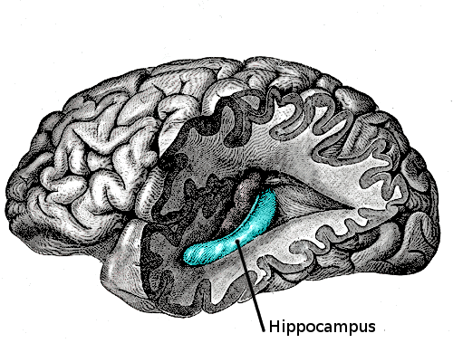 Figuur 11A. De hippocampus, schematische weergave