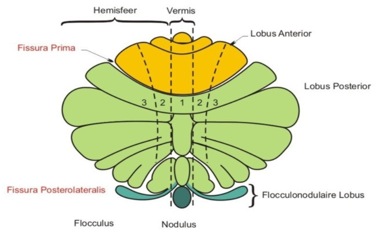 Figuur 1 Schematische (platte) weergave van het cerebellum met in het midden de vermis