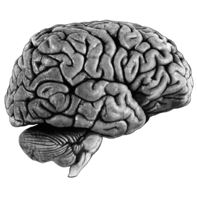 Figuur 1b Hersenoppervlak, rechterzijde