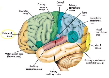Figuur 10. Schorsgebieden van de vier hersenkwabben, schematische weergave