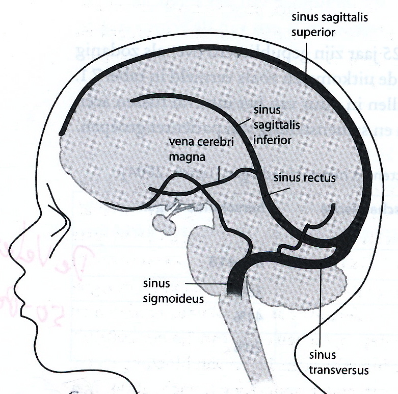 Figuur 21. Hersenvenae en sinussen, schematische weergave