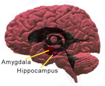 Figuur 1. Hippocampus en amandelkern