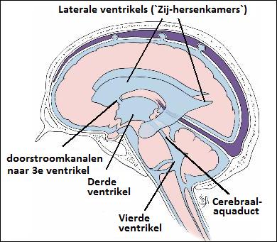 Figuur 8. De ventrikels in de hersenen, schematische weergave